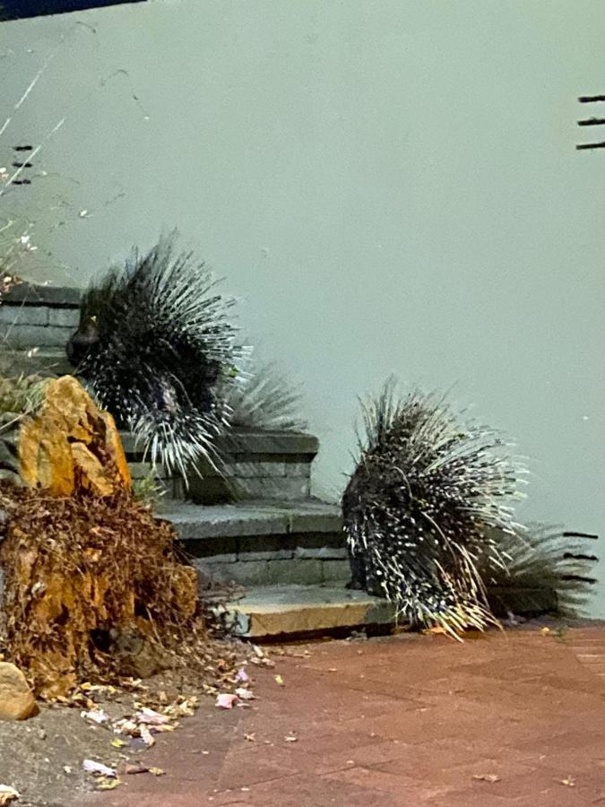 Porcupine Walk Apartment Simon's Town Bagian luar foto