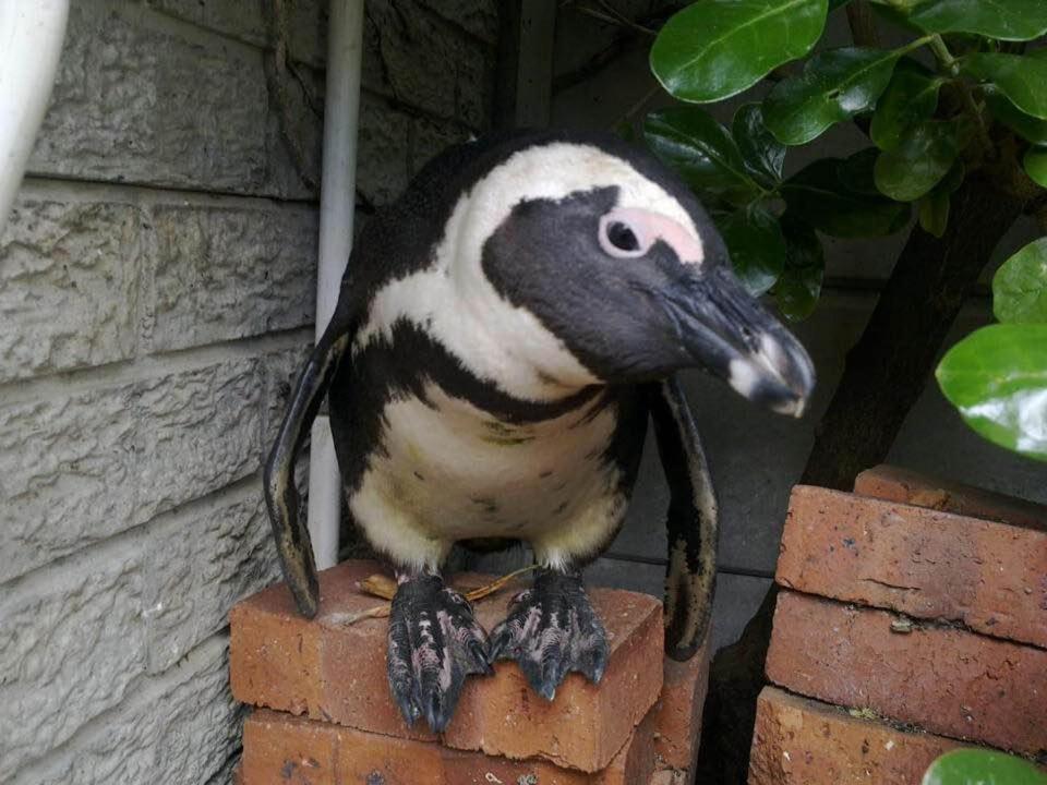 Porcupine Walk Apartment Simon's Town Bagian luar foto